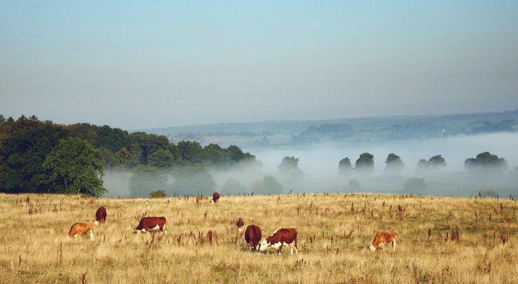 Køer på diset mark