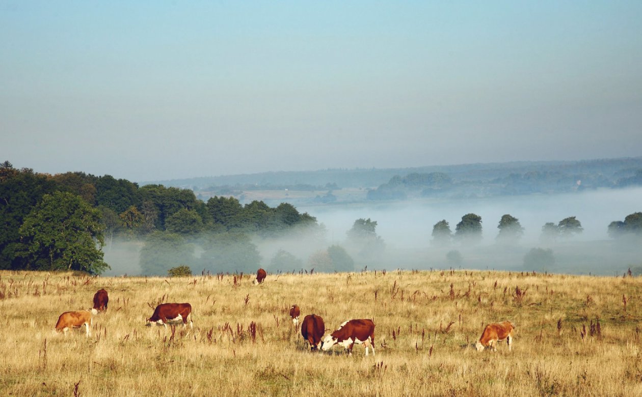 Køer på diset mark