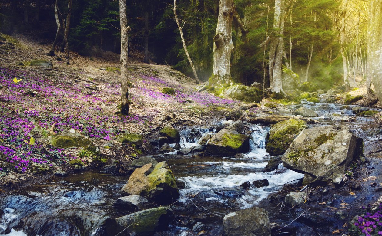 Vandløb i skov