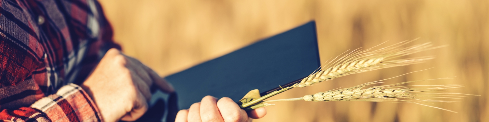 Landmand står med en ipad og korn i hånden