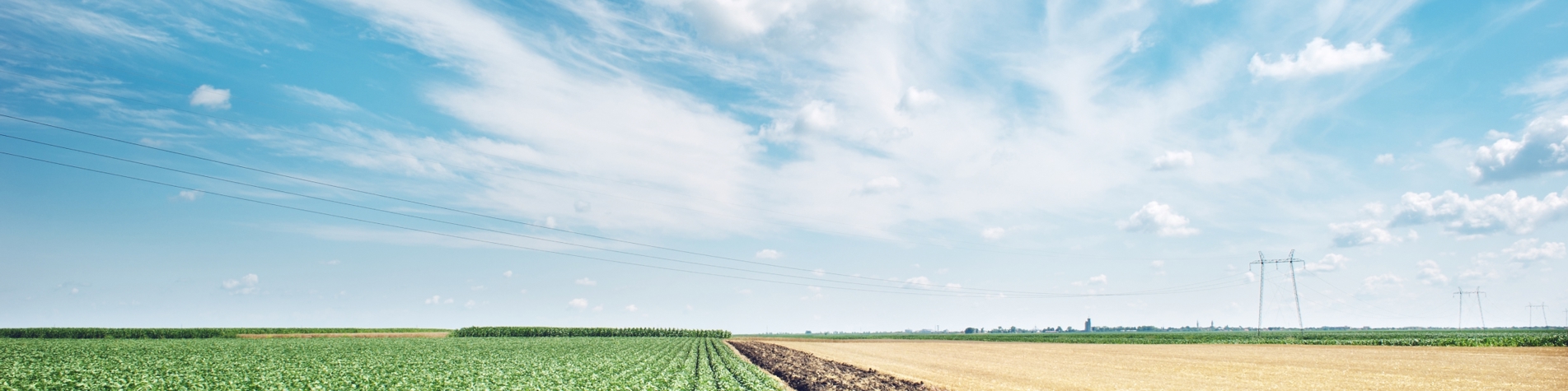 Grøn mark under blå himmel
