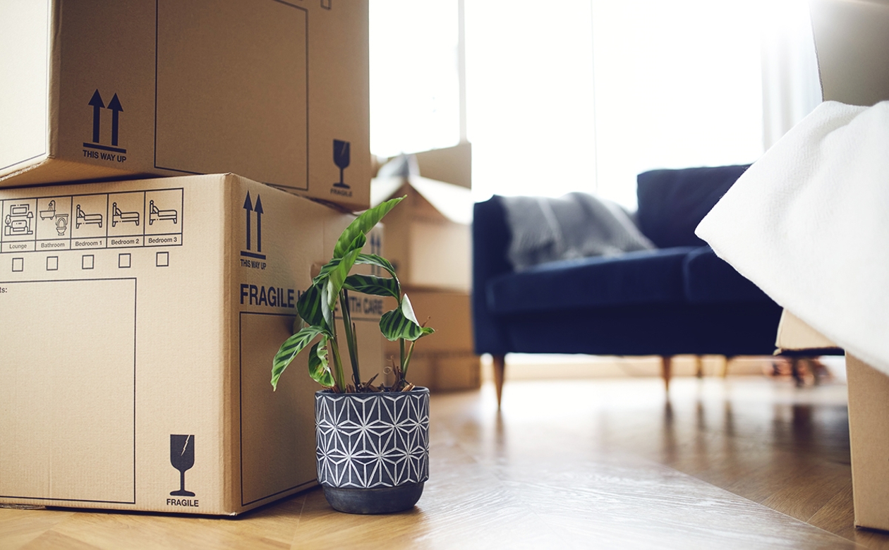 Flyttekasser, plante og sofa ved flytning